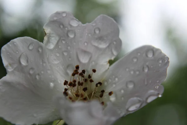 Water Drops Flower — Stock Photo, Image