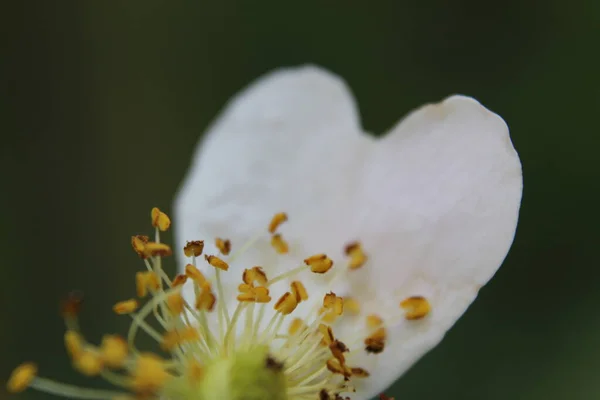 从花朵中获得的心灵 — 图库照片