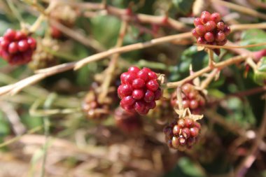 Frenk üzümünün kırmızı meyveleri