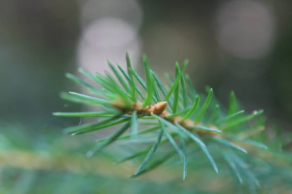 Close Pine Needles — Stock Photo, Image