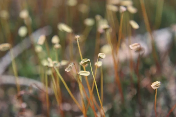 Primer Plano Una Flor — Foto de Stock