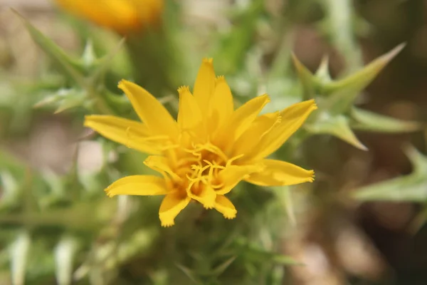 Жовта Квітка Вранці — стокове фото