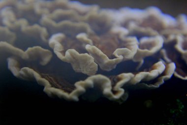 Sisteki ağaçta mantar