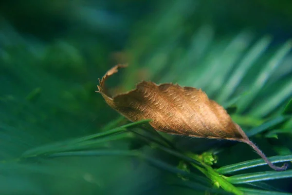 Suchy Liść Zielonej Igle Jesienią Natura — Zdjęcie stockowe