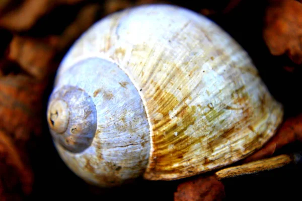 蜗牛壳 自然界的蜗牛壳 — 图库照片