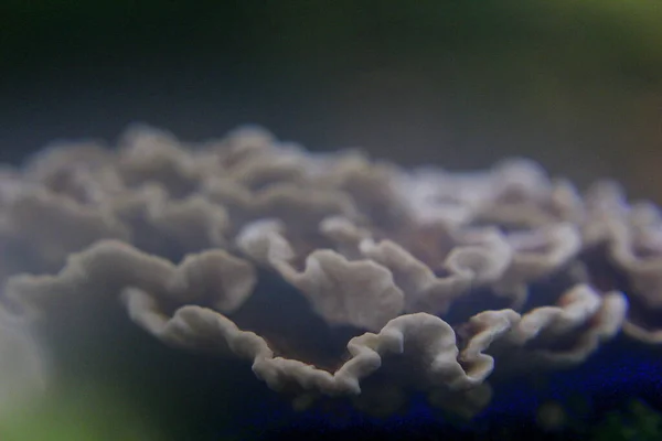 Paddestoel Een Boom Mist — Stockfoto