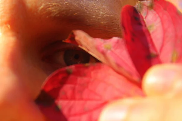 Închiderea Unei Persoane Care Deține Trandafir Roșu — Fotografie, imagine de stoc