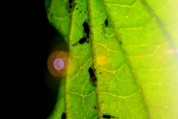 Black Ant Leaf — Stock Photo, Image