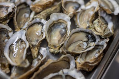 Çiğ deniz istiridyeleri kabuklarla kaplı.