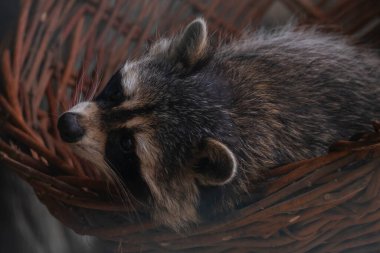 Komik, güzel, pofuduk, sevimli rakun.