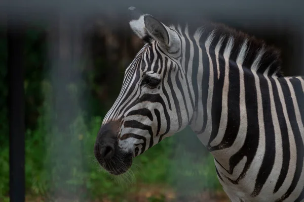 Wildtier Zebra Der Natur — Stockfoto