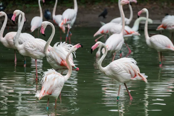 beautiful bird flamingo pink on the lake in nature