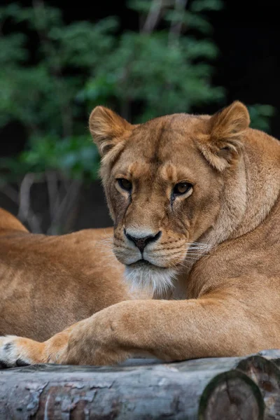 Piękne Duże Lwica Zwierzę Leży Przyrodzie — Zdjęcie stockowe
