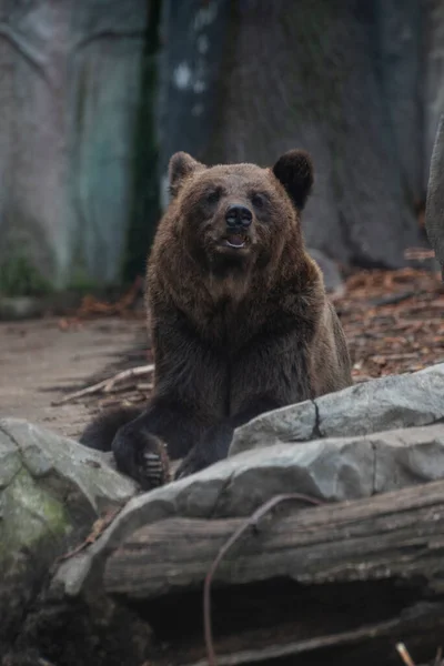 Big Fearsome Bear Furry — Stock Photo, Image