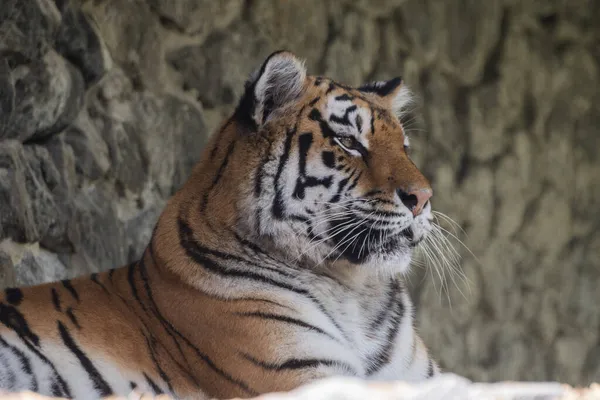 Piękny Duży Tygrys Zwierzę Leży Przyrodzie — Zdjęcie stockowe