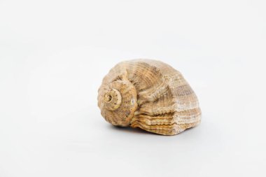 Seashell izole beyaz zemin üzerine