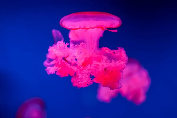 Jellyfish Rhizostoma Sea Beautiful Poisonous Swims — Stock Photo, Image