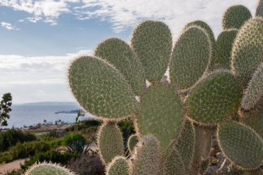 Kıbrıs Rum Kesimi 'ndeki Ayia Napa parkındaki kaktüsler
