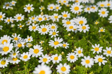 Papatya çiçekli güzel bir tarla.