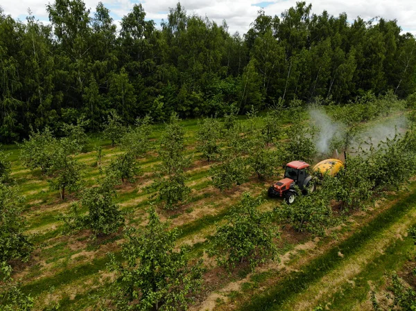 Traktor merah menyemprotkan pestisida di kebun apel. Menyemprot pohon apel dengan traktor Stok Foto
