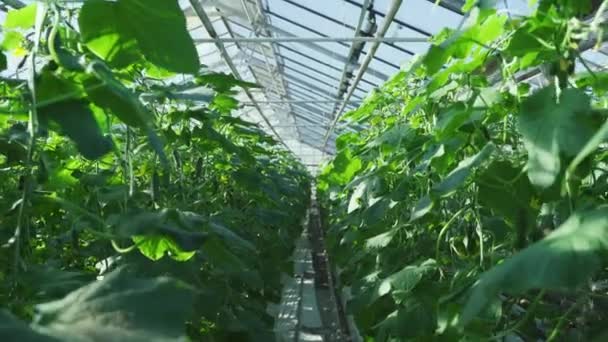 Вирощування огірків у великій теплиці — стокове відео