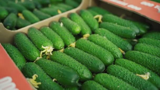 Cucumber background Cucumber harvest. many cucumbers. cucumbers from the field. — Stock Video