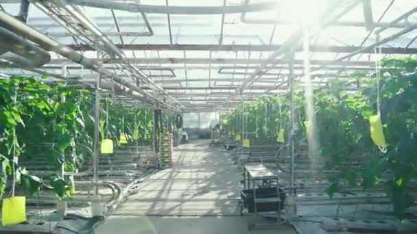 Gurkor i ett glasväxthus, växande grönsaker — Stockvideo