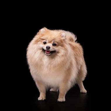 Siyah arka planda izole edilmiş iyi bakımlı kırmızı bir Pomeranian. Yan görüş. O, dili dışarıda kameraya bakar. Köpek şovu. Portföy.