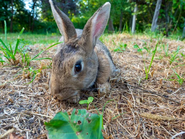 Närbild Söt Liten Kanin Som Önskar Gräset Sommaren Söt Husdjur — Stockfoto