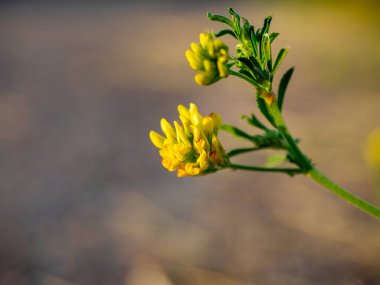 Tansi sarı tarla çiçeği. Seçici odak, bulanık arkaplan.