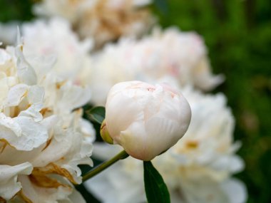 Beyaz şakayık çiçeğinin yakın çekimi. Yeşil arka plan. Çiçek açan bir bitki