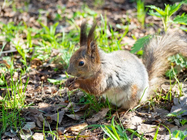 Primer Plano Una Ardilla Una Ardilla Sentada Parque Sobre Hojas — Foto de Stock