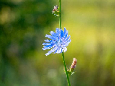 Gün batımında bir tarlada mavi bir tarla çiçeğinin yakın çekimi