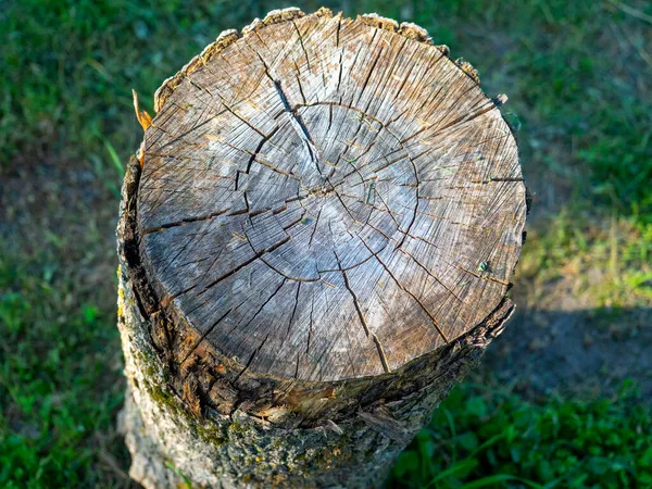 亀裂や凹凸のある木製の切り株のクローズアップ 自然木の背景サイドビュー — ストック写真