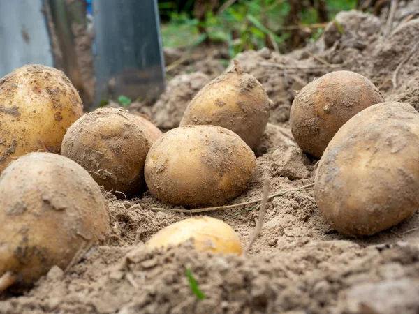 Primer Plano Las Patatas Recién Cavadas Que Yacen Suelo Hay — Foto de Stock