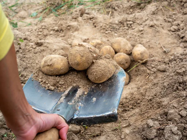 Primer Plano Hombre Sosteniendo Tubérculos Papa Excavados Suelo Con Una — Foto de Stock