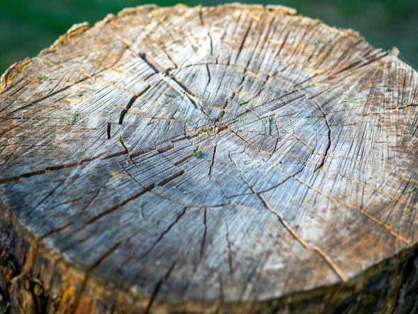 亀裂や凹凸のある木製の切り株のクローズアップ 自然木の背景サイドビュー — ストック写真