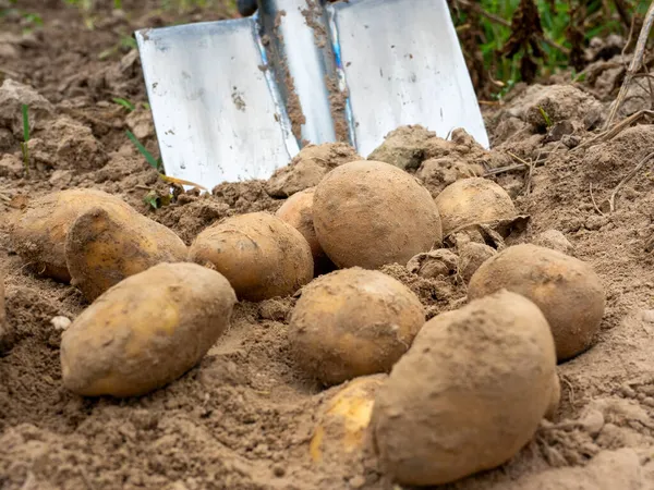Primer Plano Excavación Patatas Con Una Pala Campo Concepto Cosecha — Foto de Stock