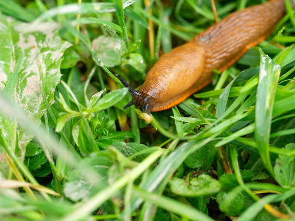 Close Orange Colored Slug Arion Lusitanicus Crawling Wet Green Grass Stock Picture