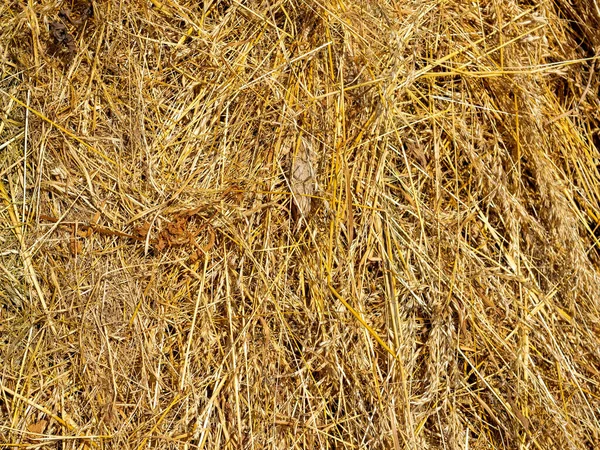 Primo Piano Del Fieno Giallo Raccolto Texture Sfondo Alimentazione Animale — Foto Stock