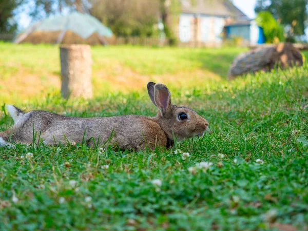 Gros Plan Beau Lapin Mignon Couché Sur Herbe Verte Été — Photo