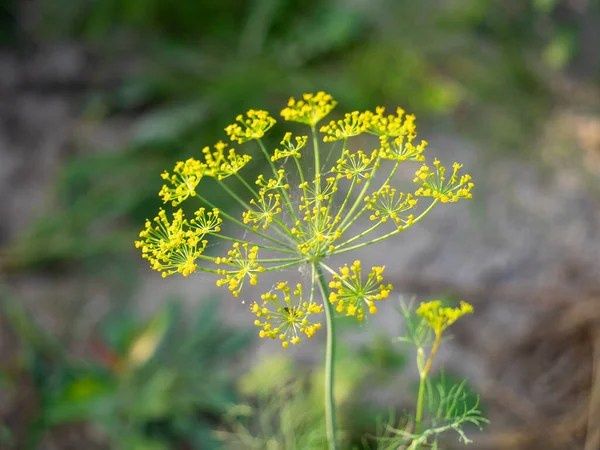 Zbliżenie Parasola Koperkowego Umbelliferous Aromatic Eurazjatyckie — Zdjęcie stockowe