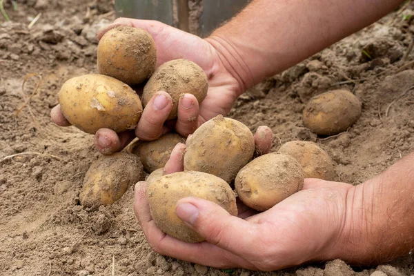 Primer Plano Las Patatas Grandes Frescas Excavadas Del Suelo Manos — Foto de Stock
