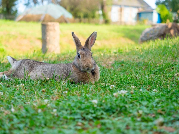 Närbild Vacker Söt Kanin Som Ligger Det Gröna Gräset Sommaren — Stockfoto