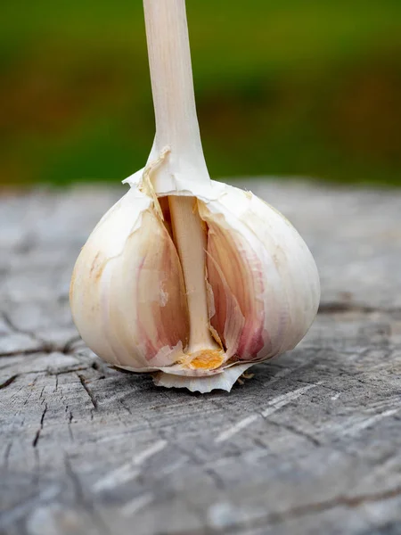 Grande Fundo Uma Cabeça Alho Maduro Deitado Toco Madeira Vegetal — Fotografia de Stock