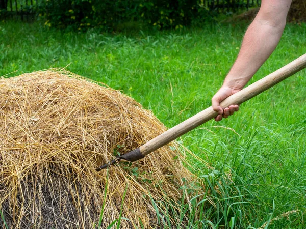 Close Male Hands Holding Pitchfork Collecting Hay Haystack Rural Life — Stockfoto