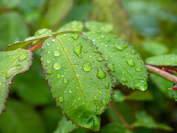 Κοντινό Πλάνο Του Πράσινου Φυλλώματος Σκορπισμένα Σταγόνες Νερού Μετά Βροχή — Φωτογραφία Αρχείου