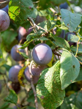 Dallarda sallanan olgun bir eriğin yakın planında. Dikey fotoğraf
