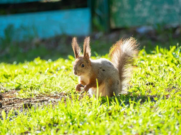 Gran Retrato Una Ardilla Sentada Hierba Verde Del Parque Soleado — Foto de Stock