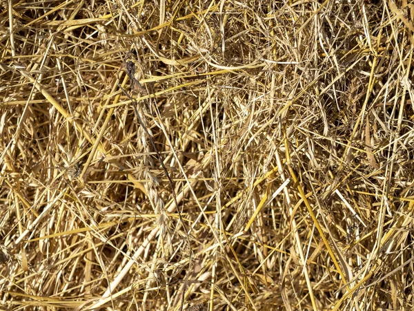 Close Feno Amarelo Recolhido Textura Fundo Alimentos Para Animais — Fotografia de Stock